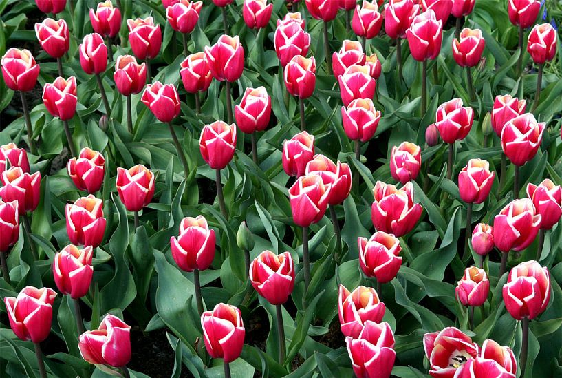 Bloemen 6 by FABIAN Art Gallery