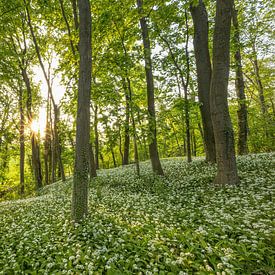 Le soir dans la forêt d'ail des ours sur Thomas Herzog