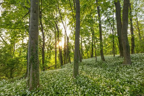 Avond in het bos van de wilde knoflook