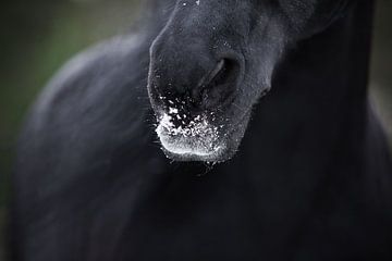 Fries paard close up neus van Lotte van Alderen