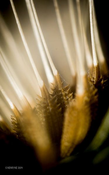Floretseeds in the sun 2  par Henry van Schijndel