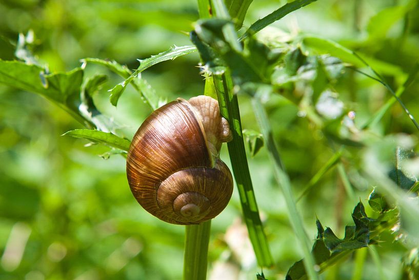 Romeinse slak 2 van t.ART