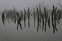 Dode bomen in het water