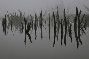 Dode bomen in het water van Anne Reitsma