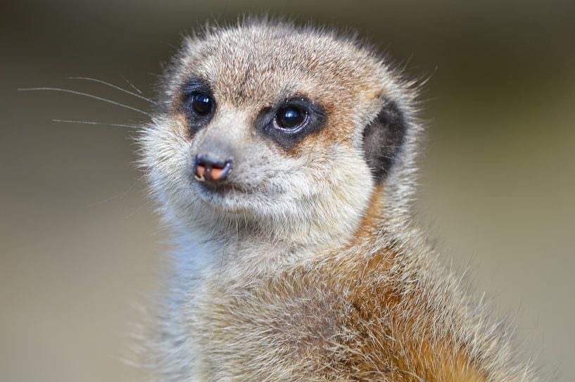 Meerkat by Cilia Brandts