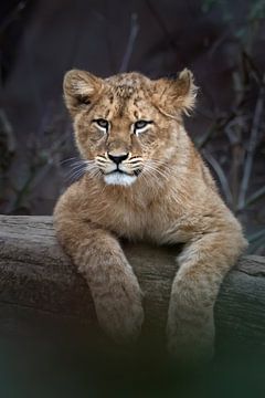 Portret van een jonge leeuw (welp) van Chihong