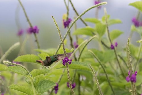 hummingbird