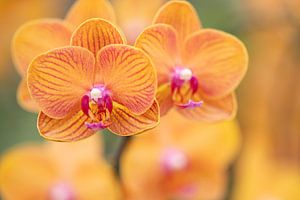 Kleurrijke orchideeën