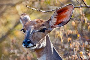Kudu von Peter Michel