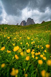 Blumiger Ausblick auf die Langkofelgruppe von Leo Schindzielorz