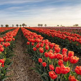 Red tulip field by Michael Valjak