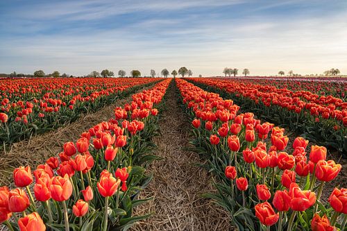 Rotes Tulpenfeld