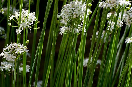 Flowering wild onions.
