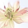 Macro foto van een mooie bloem van Miranda van Hulst