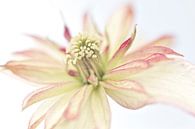 Macro foto van een mooie bloem van Miranda van Hulst thumbnail
