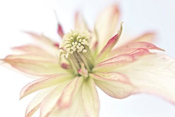 Macro foto van een mooie bloem van Miranda van Hulst