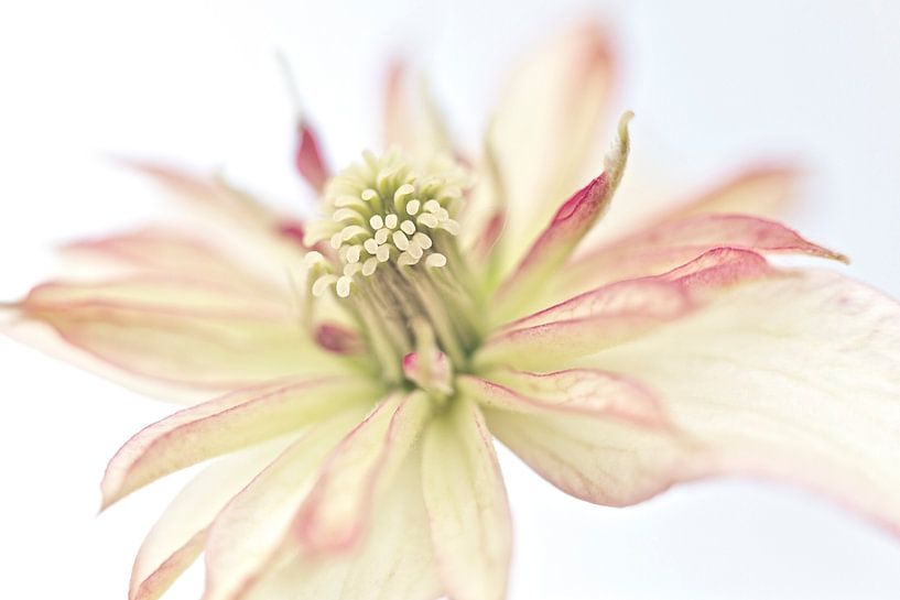 Macro photo d'une belle fleur par Miranda van Hulst