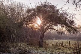 Sonnenaufgang im Obstgarten von Vijlen von Rob Boon