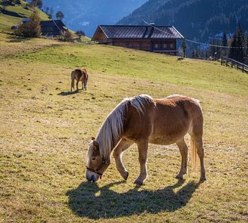 Haflinger paarden in de wei in Außervillgraten, Villgratental van Christian Müringer