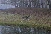 Deer with reflection, Amsterdam water supply dunes
