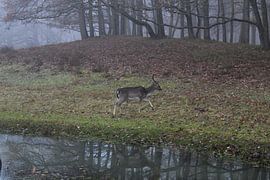 Deer with reflection, Amsterdam water supply dunes by Sascha van Haasteren