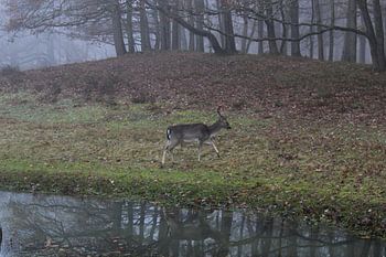 Hirsch mit Spiegelung, Amsterdam Wasserversorgung Dünen