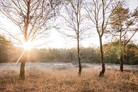Sonnenaufgang auf der Heide | Reif in holländischer Landschaft von Dylan gaat naar buiten Miniaturansicht