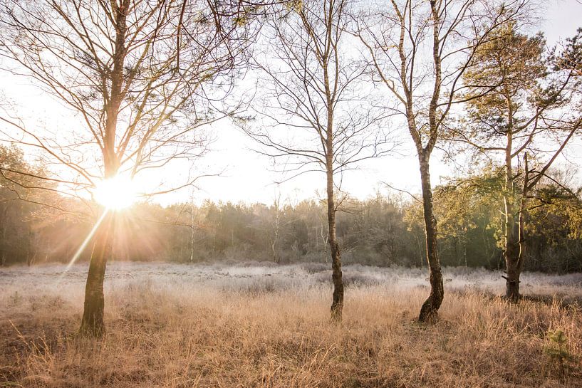 Sonnenaufgang auf der Heide | Reif in holländischer Landschaft von Dylan gaat naar buiten