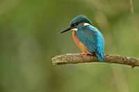 Kingfisher on branch