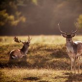 Amsterdamse Waterleidingduinen