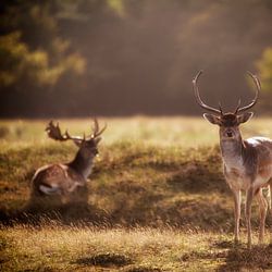Amsterdamse Waterleidingduinen