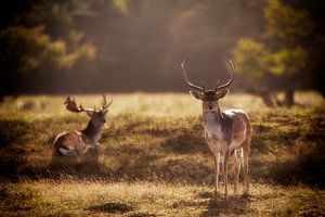 Relax in the sun by Eus Driessen