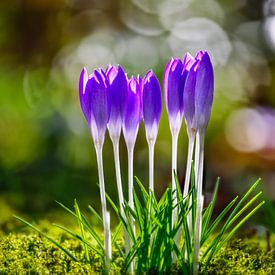 Purple crocus flowers in the garden by ManfredFotos