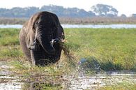 Elefant wäscht sein Essen im Okavango Delta von Phillipson Photography Miniaturansicht