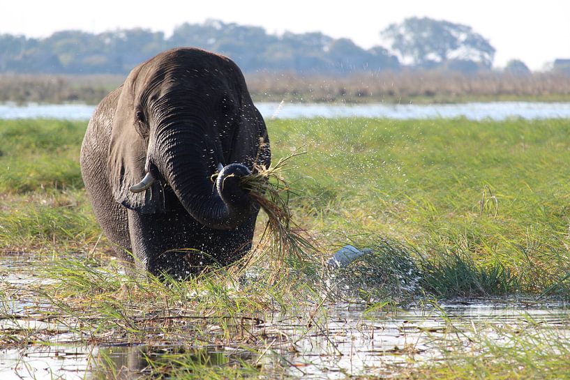 Elefant wäscht sein Essen im Okavango Delta von Phillipson Photography