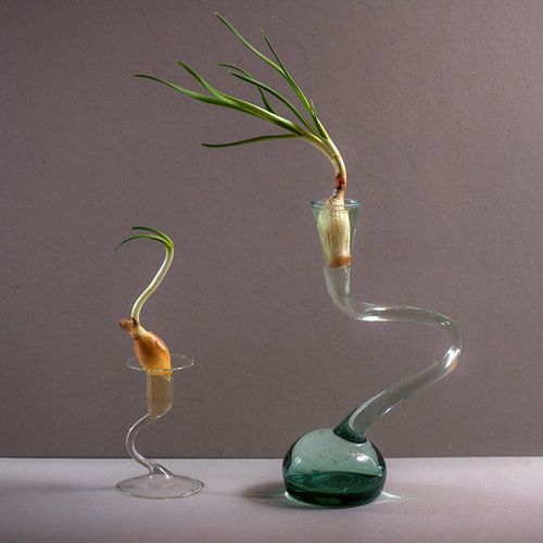 Uitlopende sjalotjes