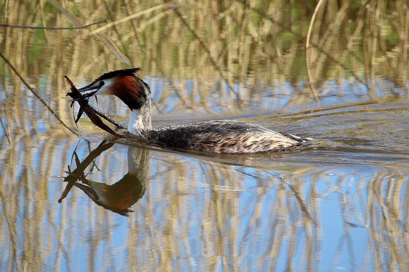 Grebe with nesting material by Teun Huisman
