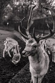 Herten met Karakter - nr. 5 Stoer (zwart-wit) van Deborah de Meijer