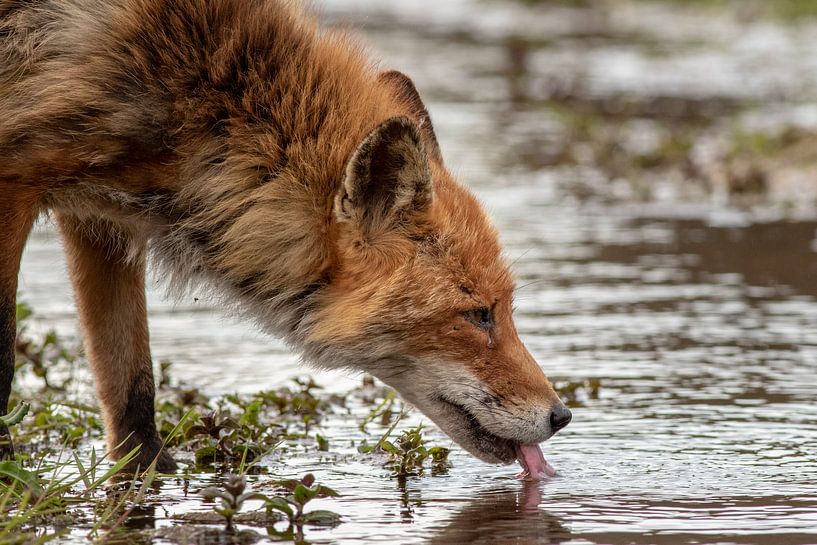 Rotfuchs trinkt Wasser aus einem flachen Teich von Marcel Alsemgeest