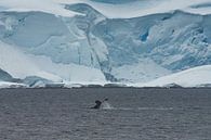 Bultruggen duiken in Antarctica van Kai Müller thumbnail