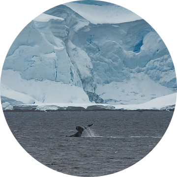 Bultruggen duiken in Antarctica van Kai Müller