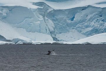 Bultruggen duiken in Antarctica van Kai Müller