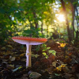 Fliegenpilz im Morgenlicht von Thijs Friederich