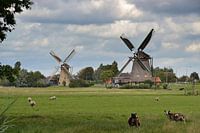 Twee molens in Maasland