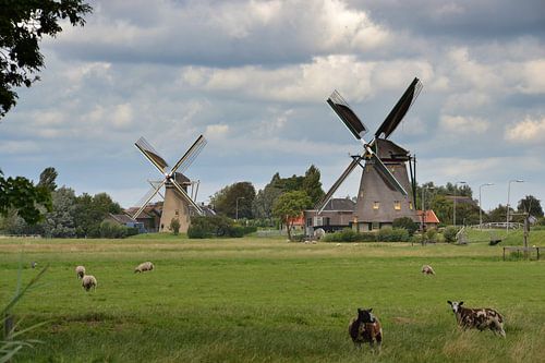 Twee molens in Maasland