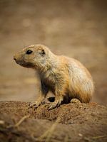 Chien de prairie