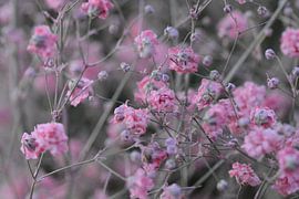 pink flowers by Eveline De Brabandere