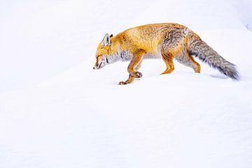 Sluwe vos in winterlandschap
