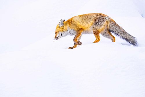 Renard rusé dans un paysage hivernal