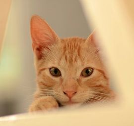 Hangover George in Curaçao by Karel Frielink